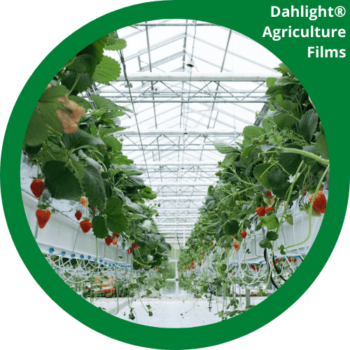 Dahlight Greenhouse